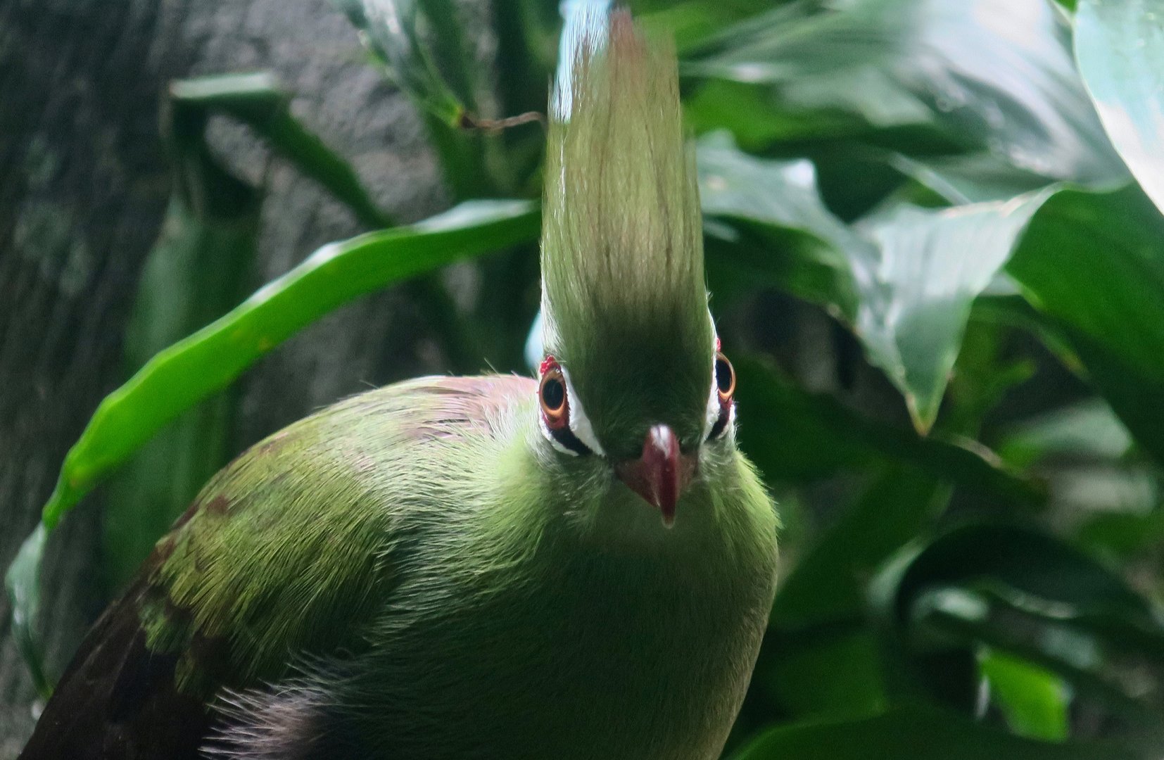 Guinea Turaco (Tauraco persa persa)