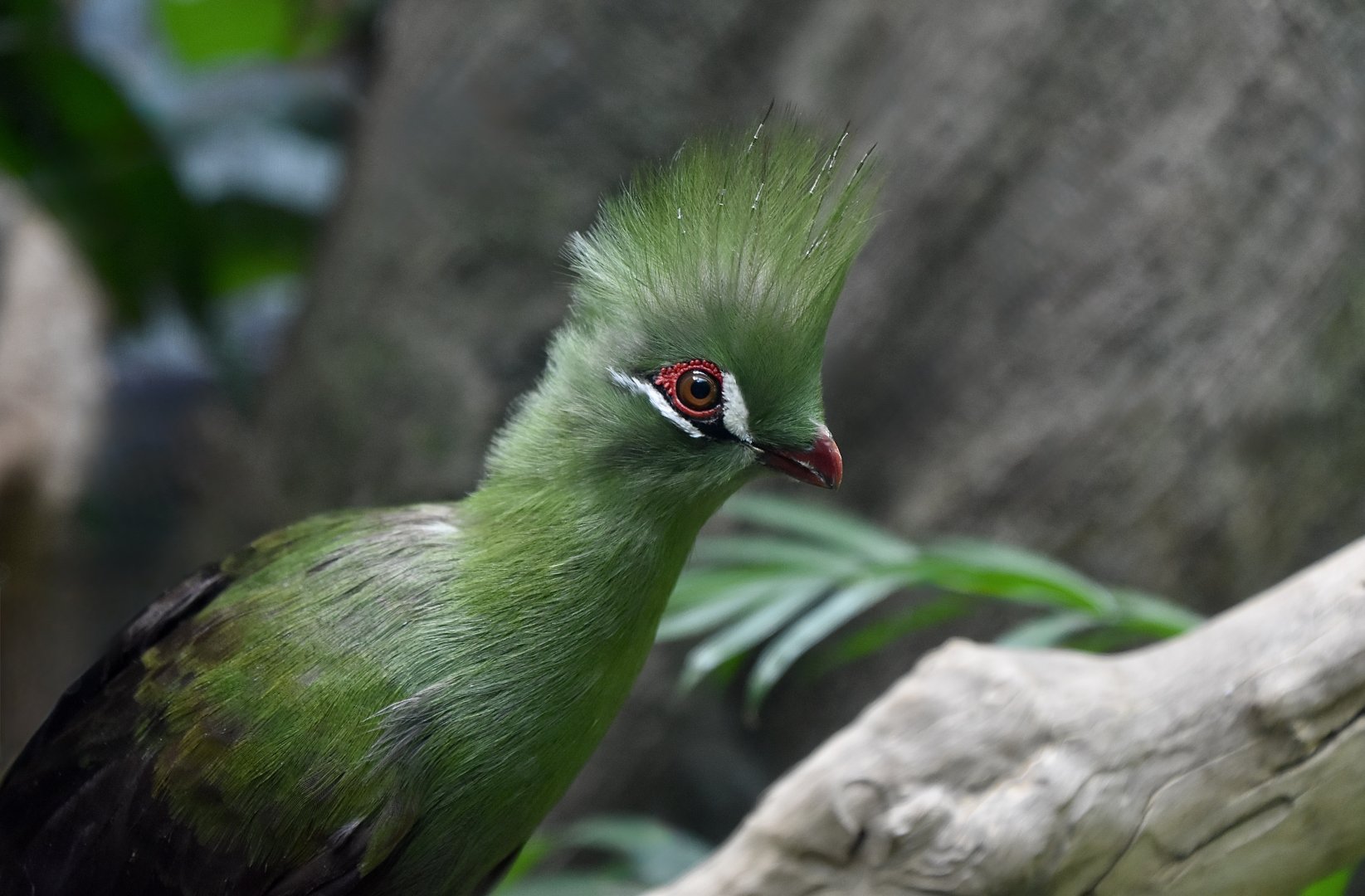 Guinea Turaco (Tauraco persa persa)