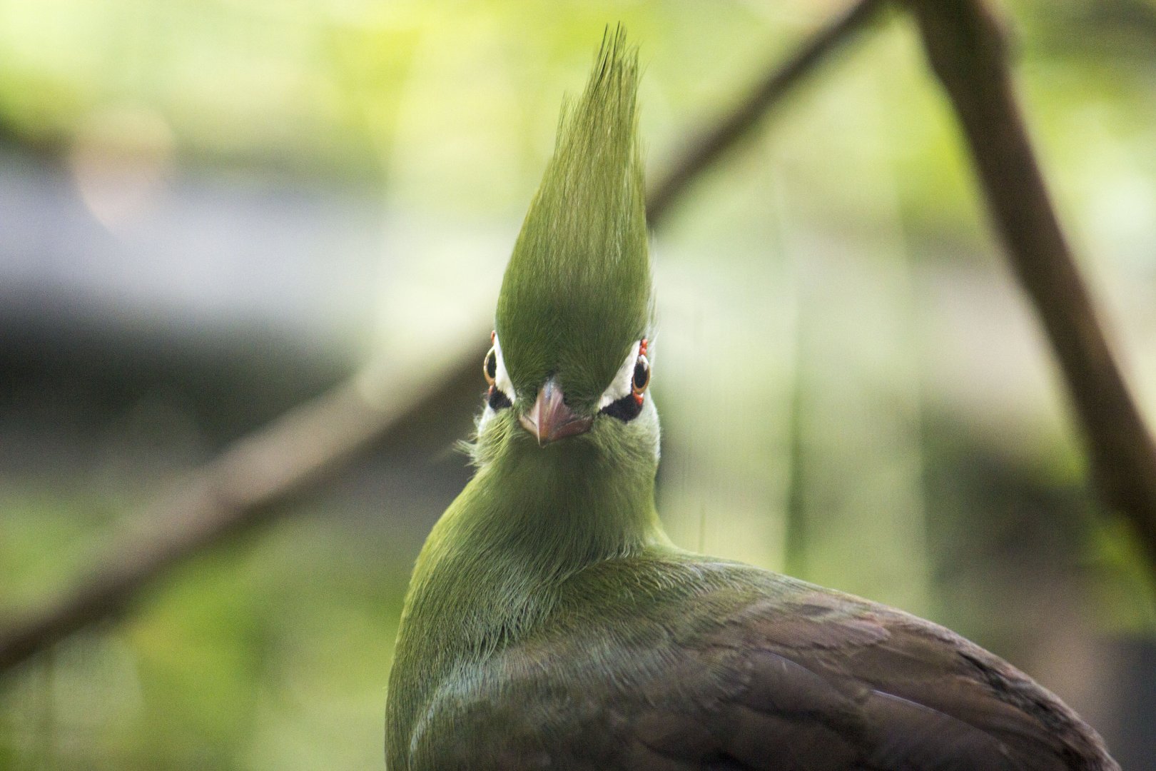 Guinea turaco, Tauraco persa
