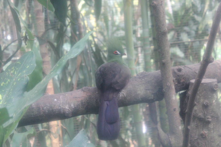 Guinea turaco (Tauraco persa)