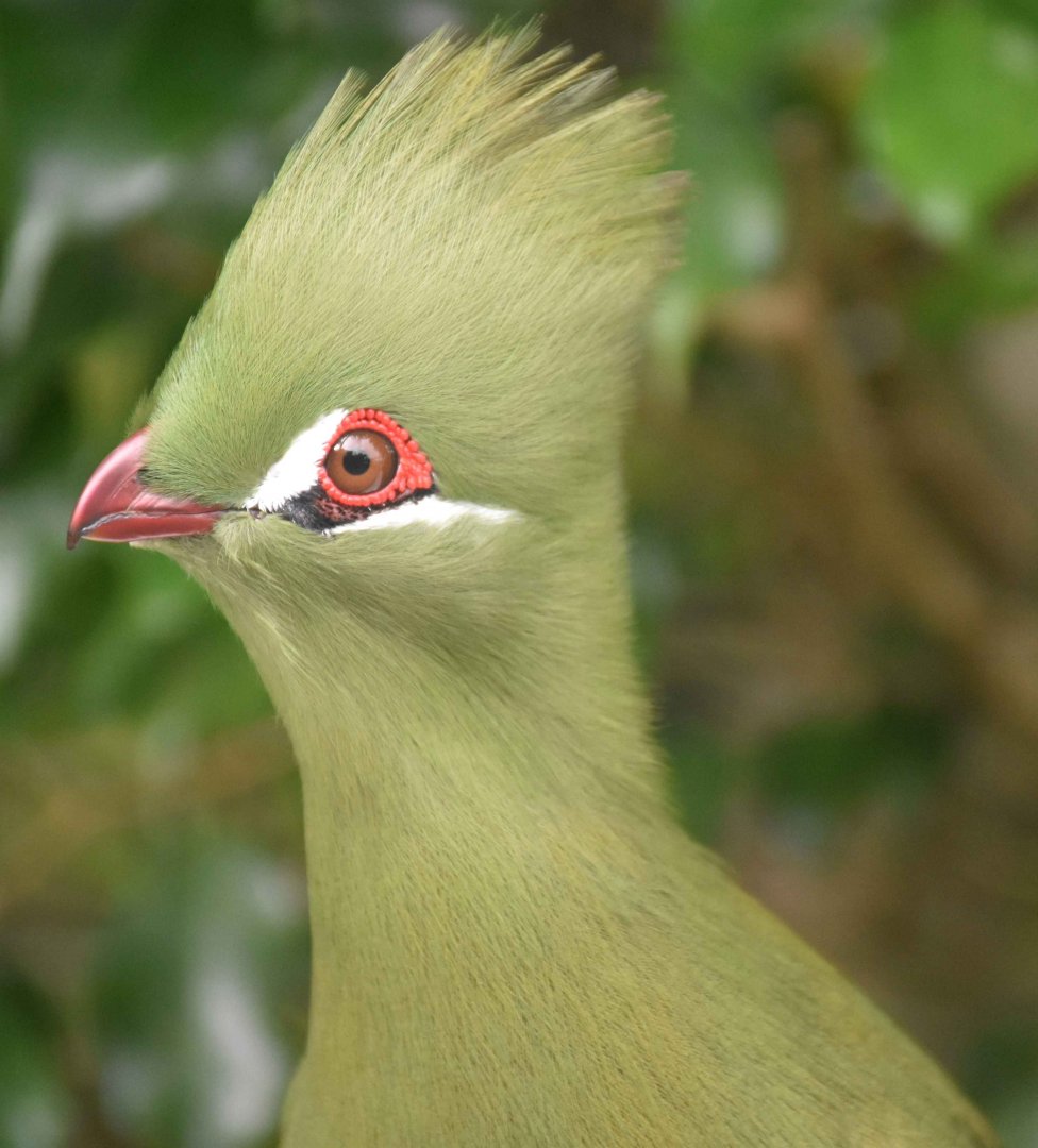 Guinea Turaco (Tauraco persa)
