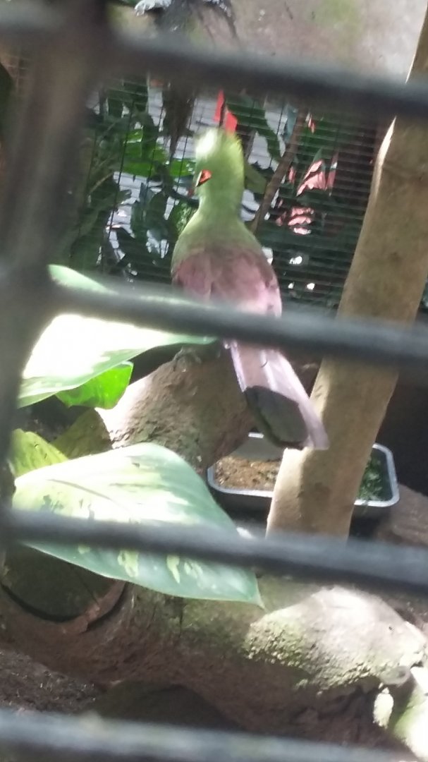 Guinea turaco (Tauraco persa)