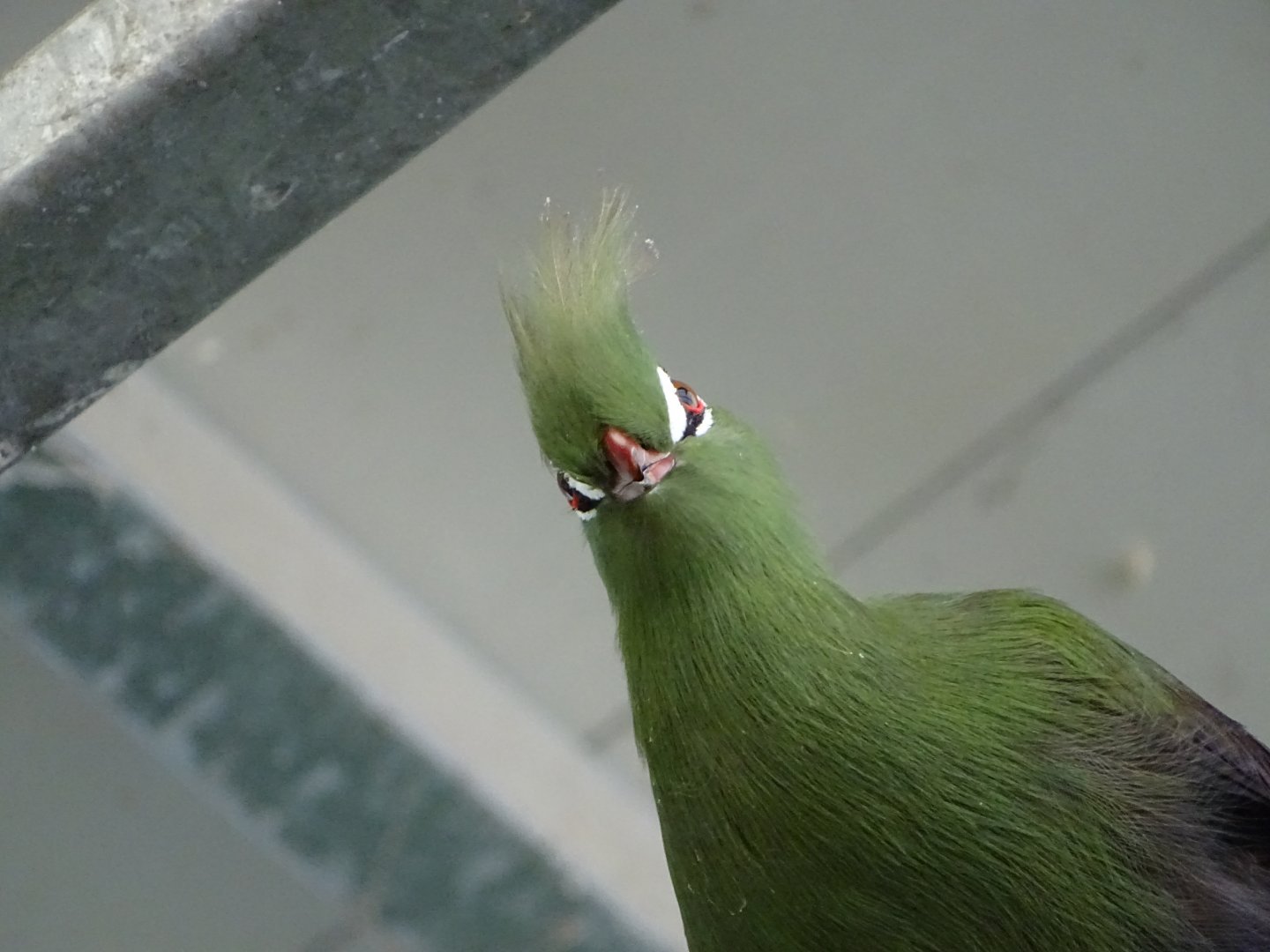 Guinea turaco (Tauraco persa)