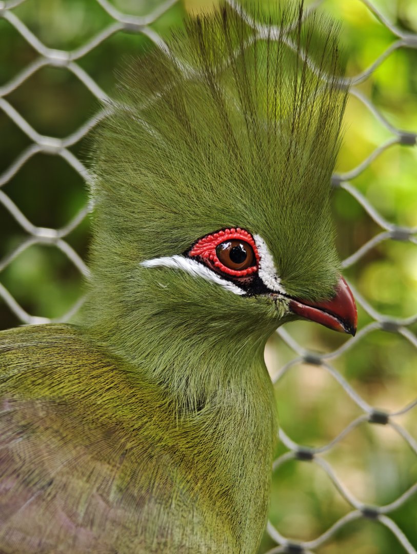 Guinea Turaco (Tauraco persa)