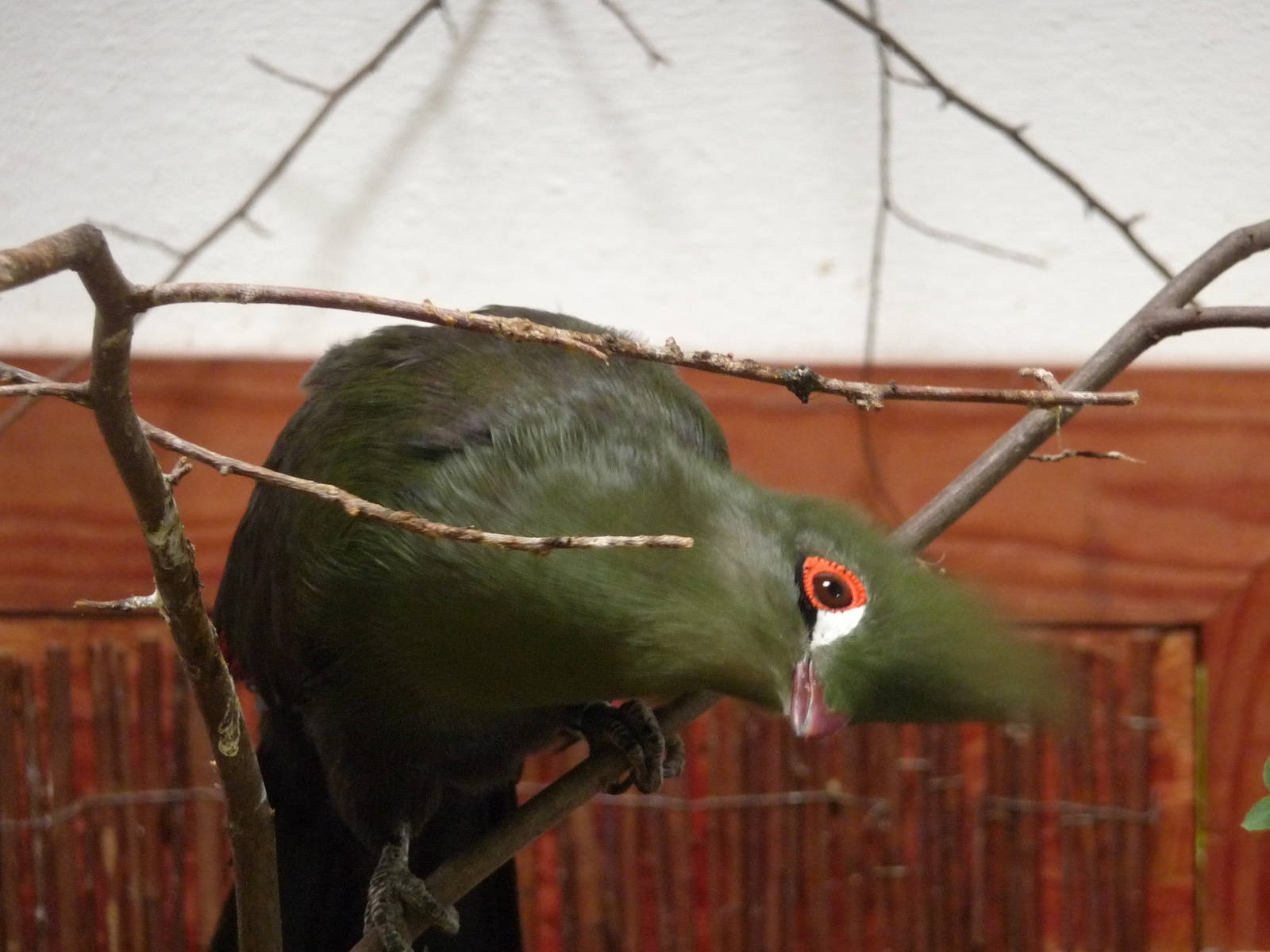 Guinea Turaco