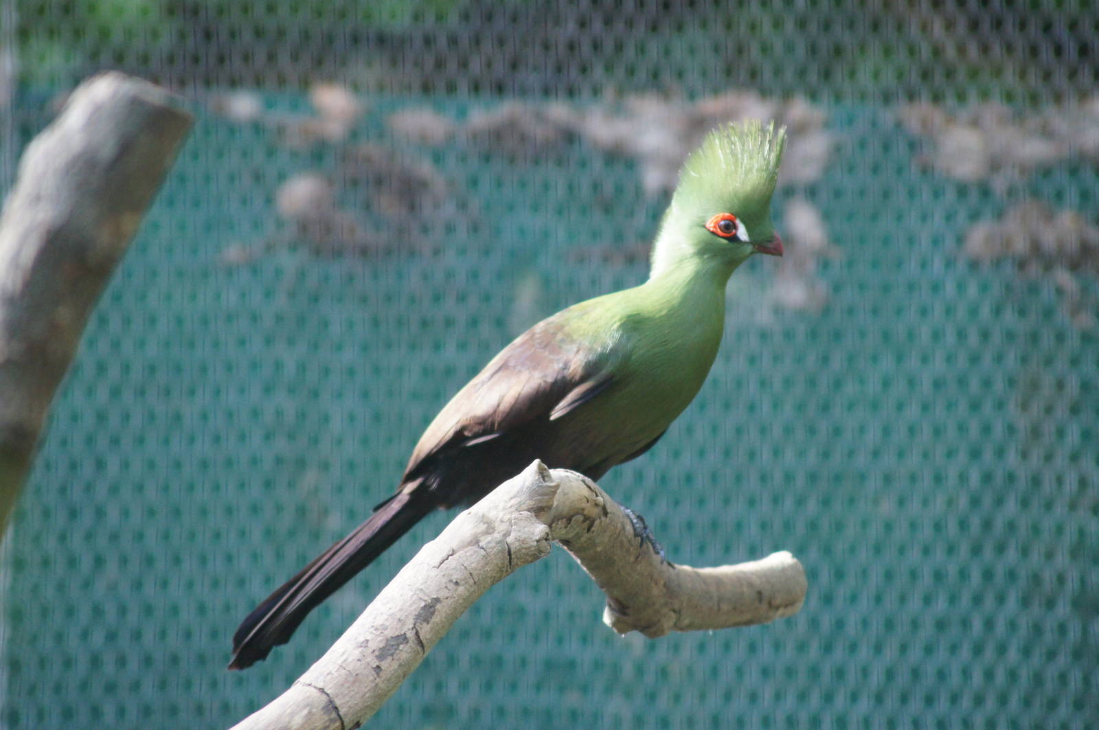 Guinea turaco