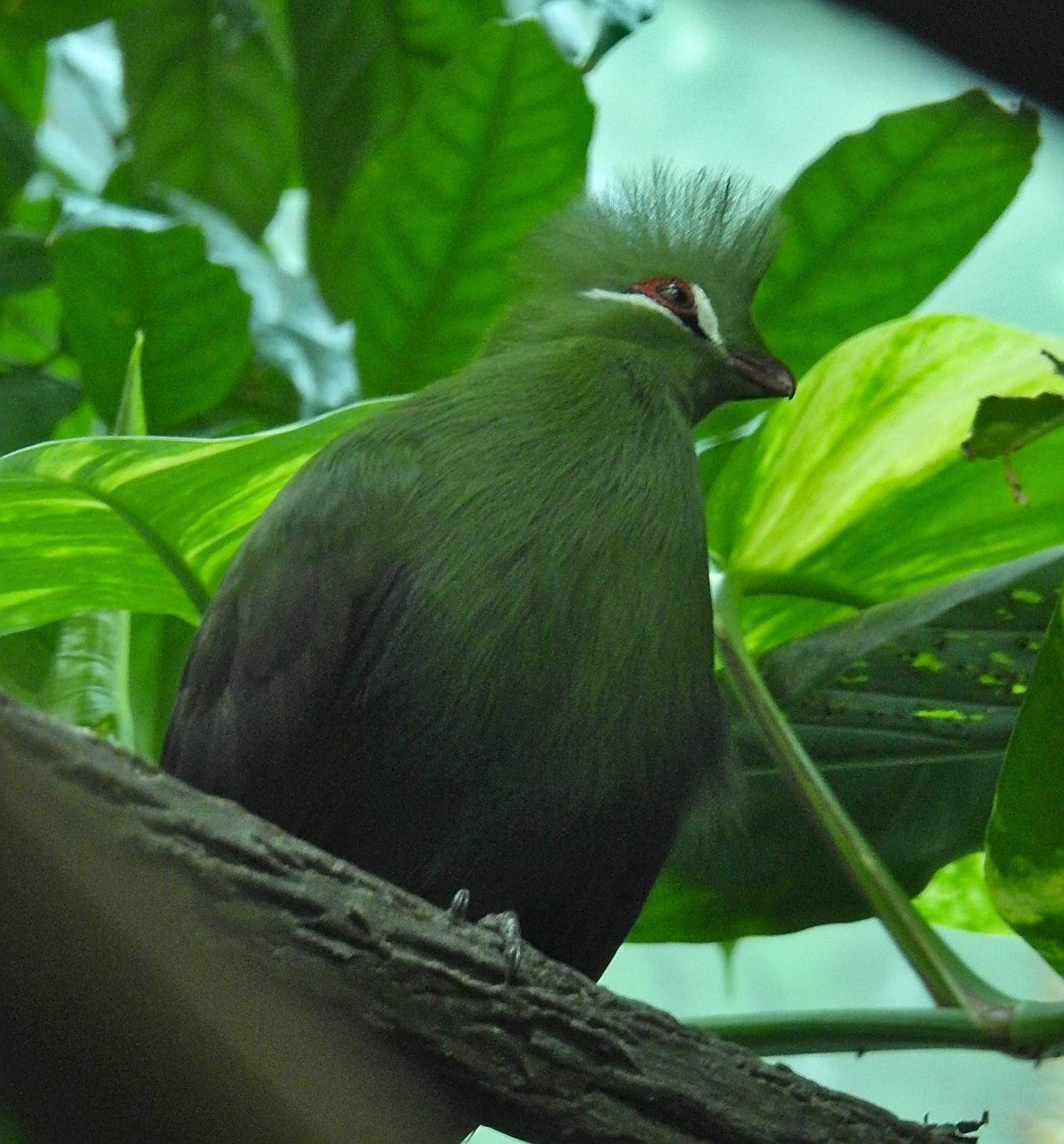 Guinea Turaco