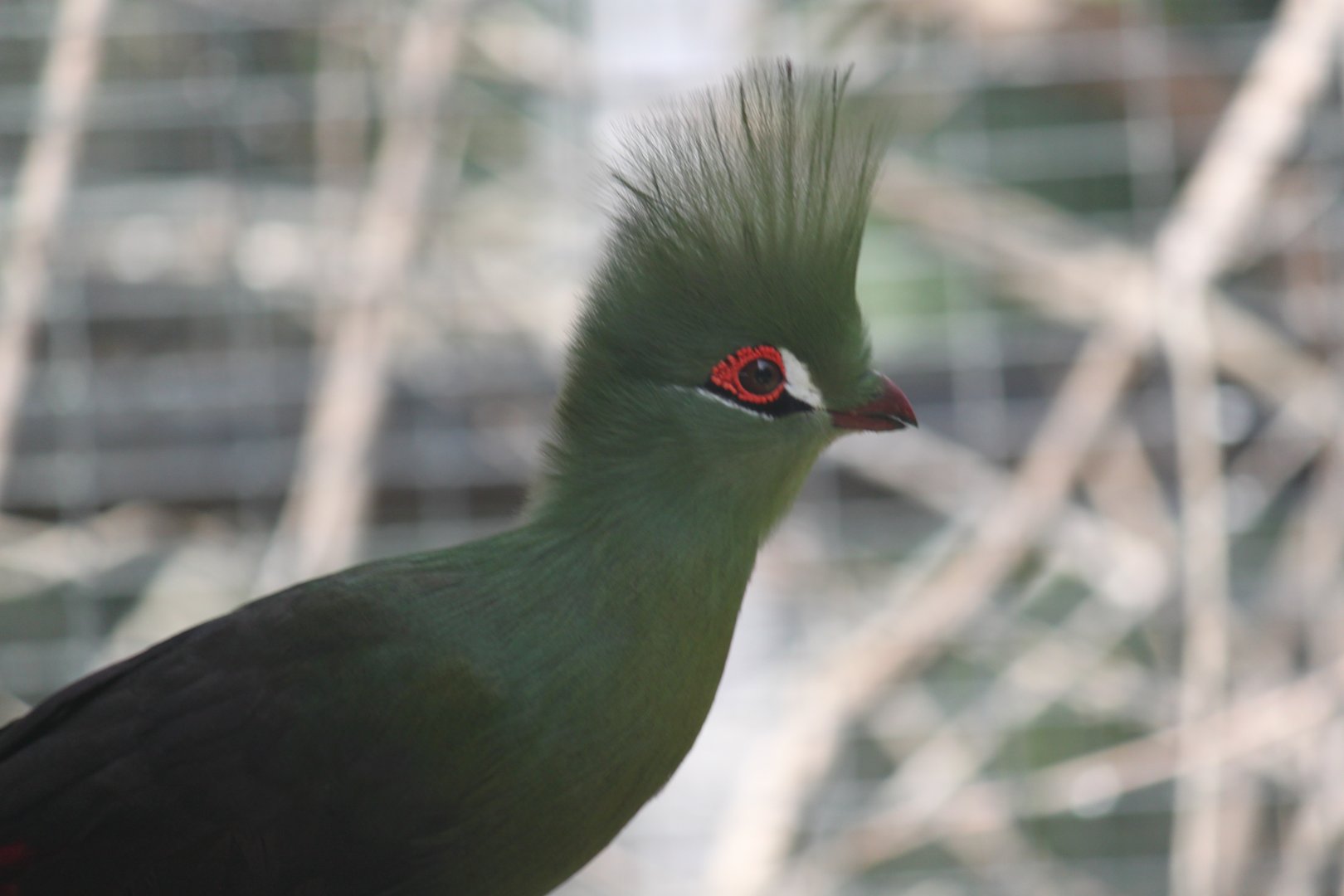 Guinea turaco