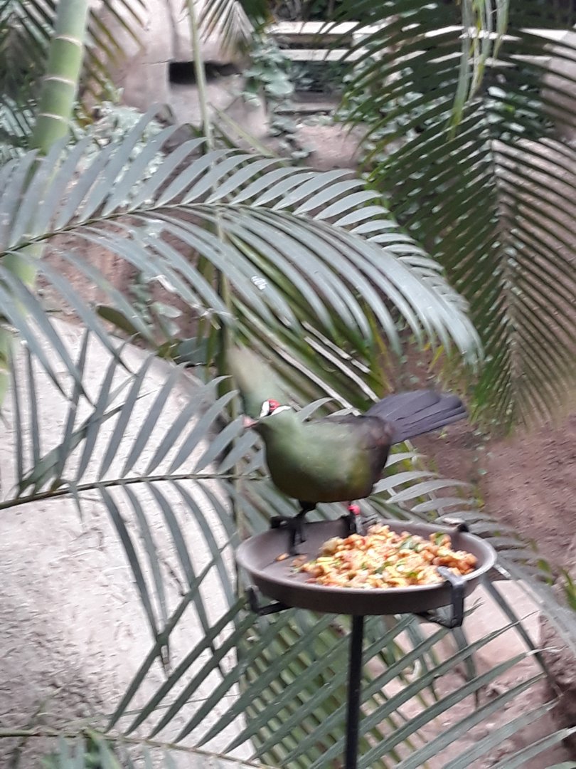 Guinea turaco