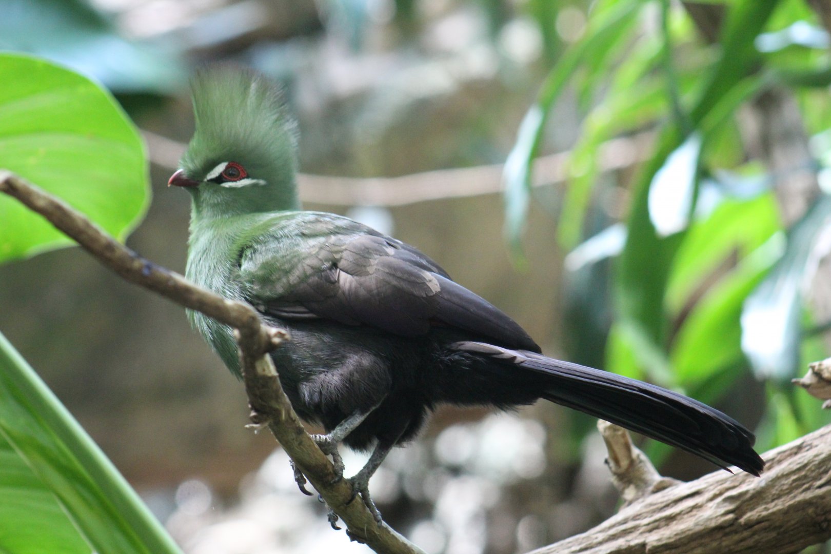 Guinea Turaco