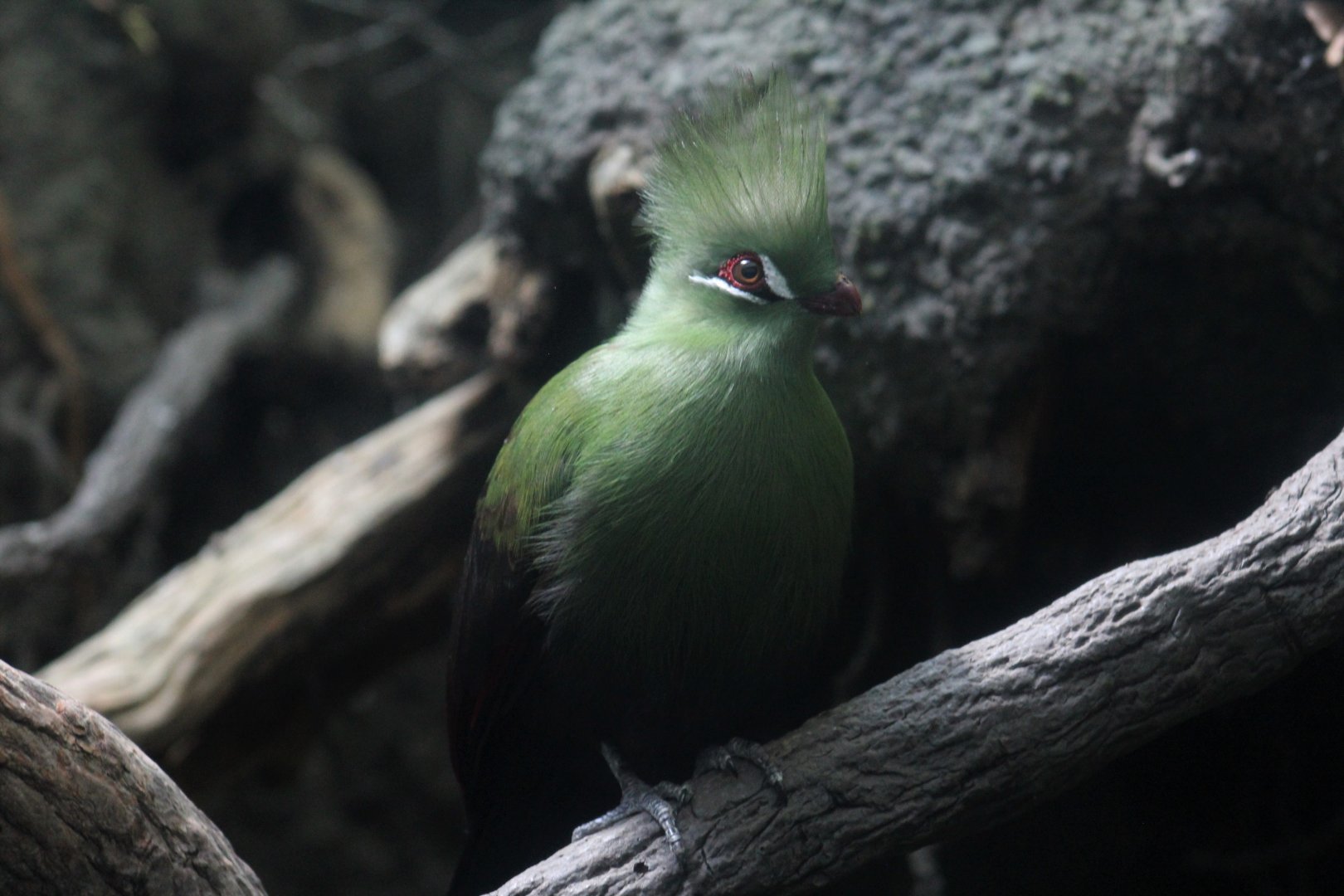 Guinea Turaco