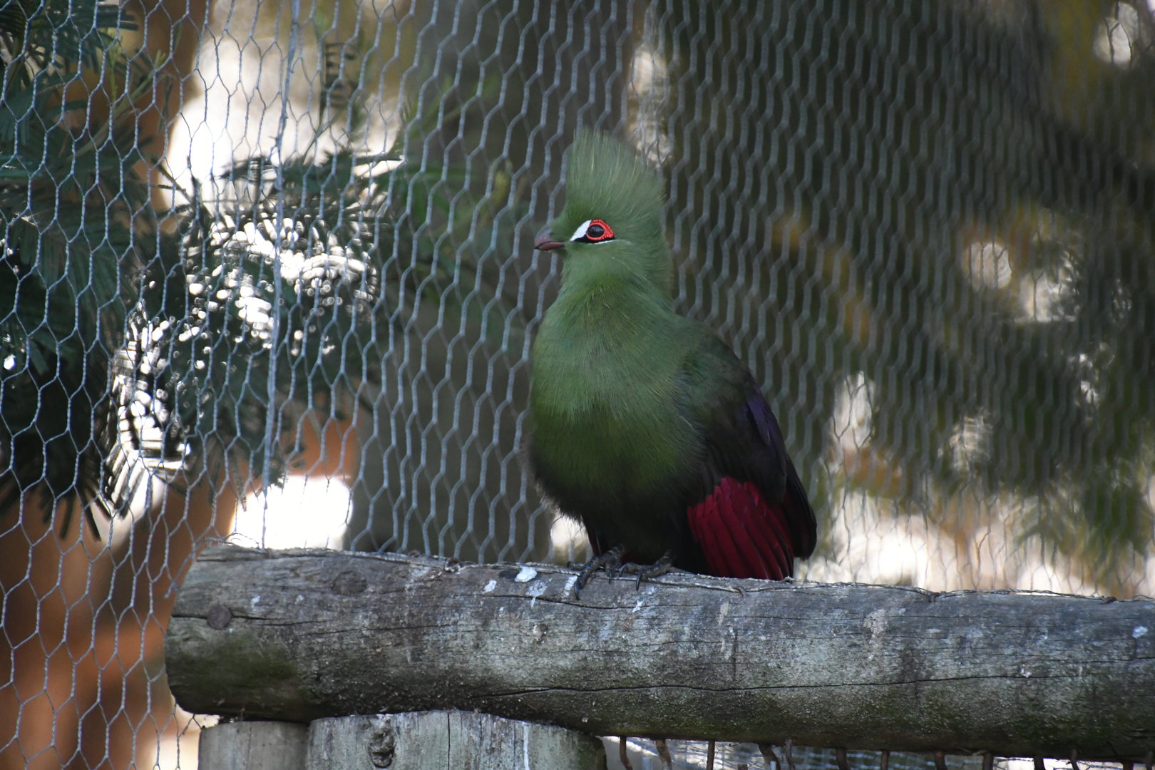 Guinea Turaco
