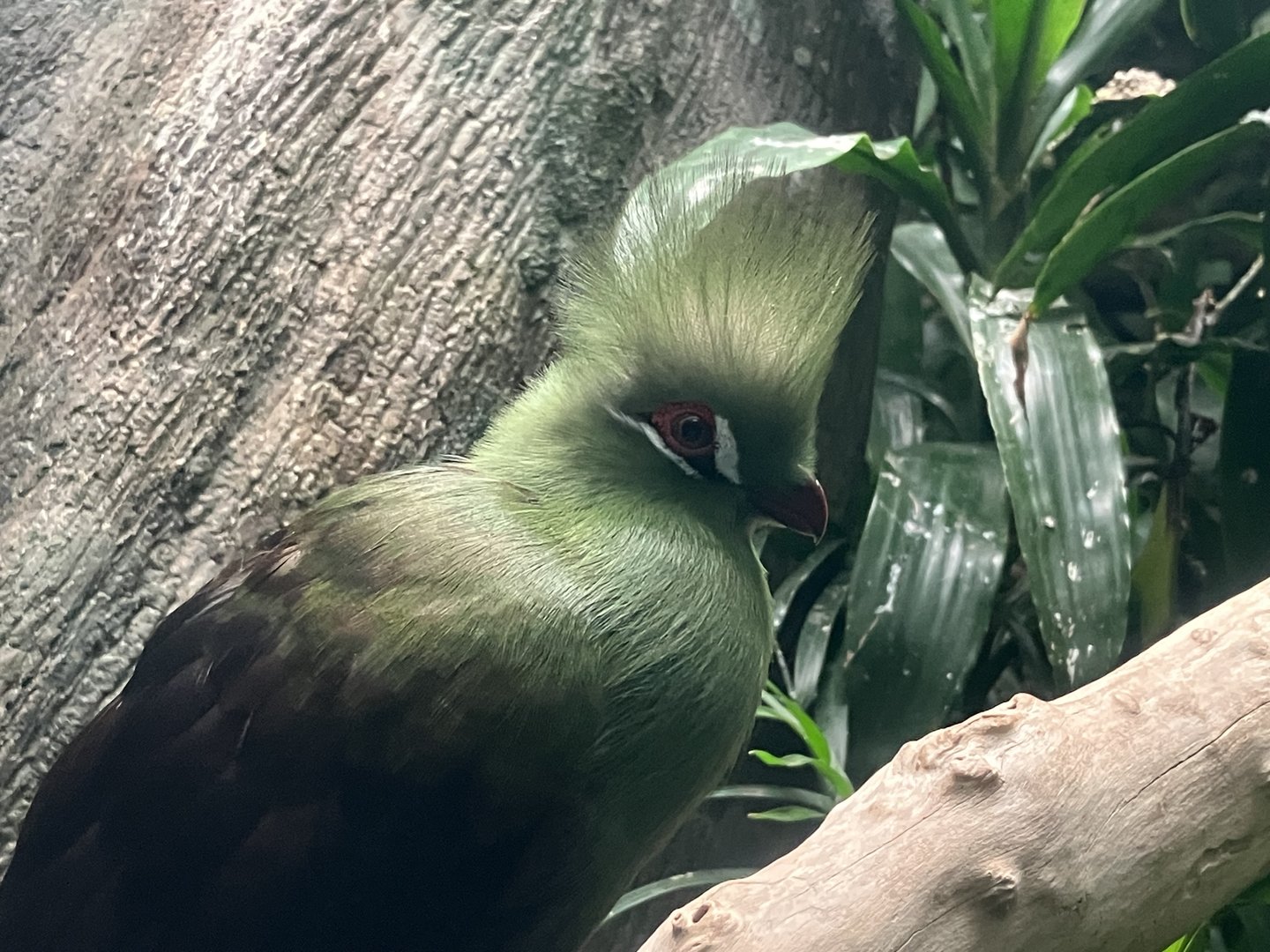 Guinea Turaco