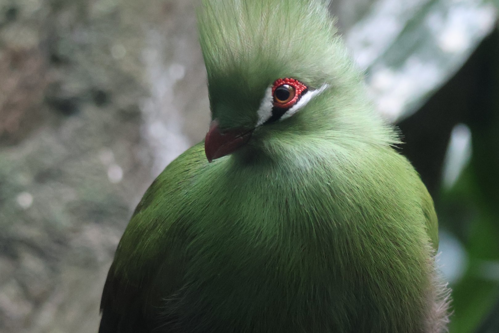 Guinea Turaco