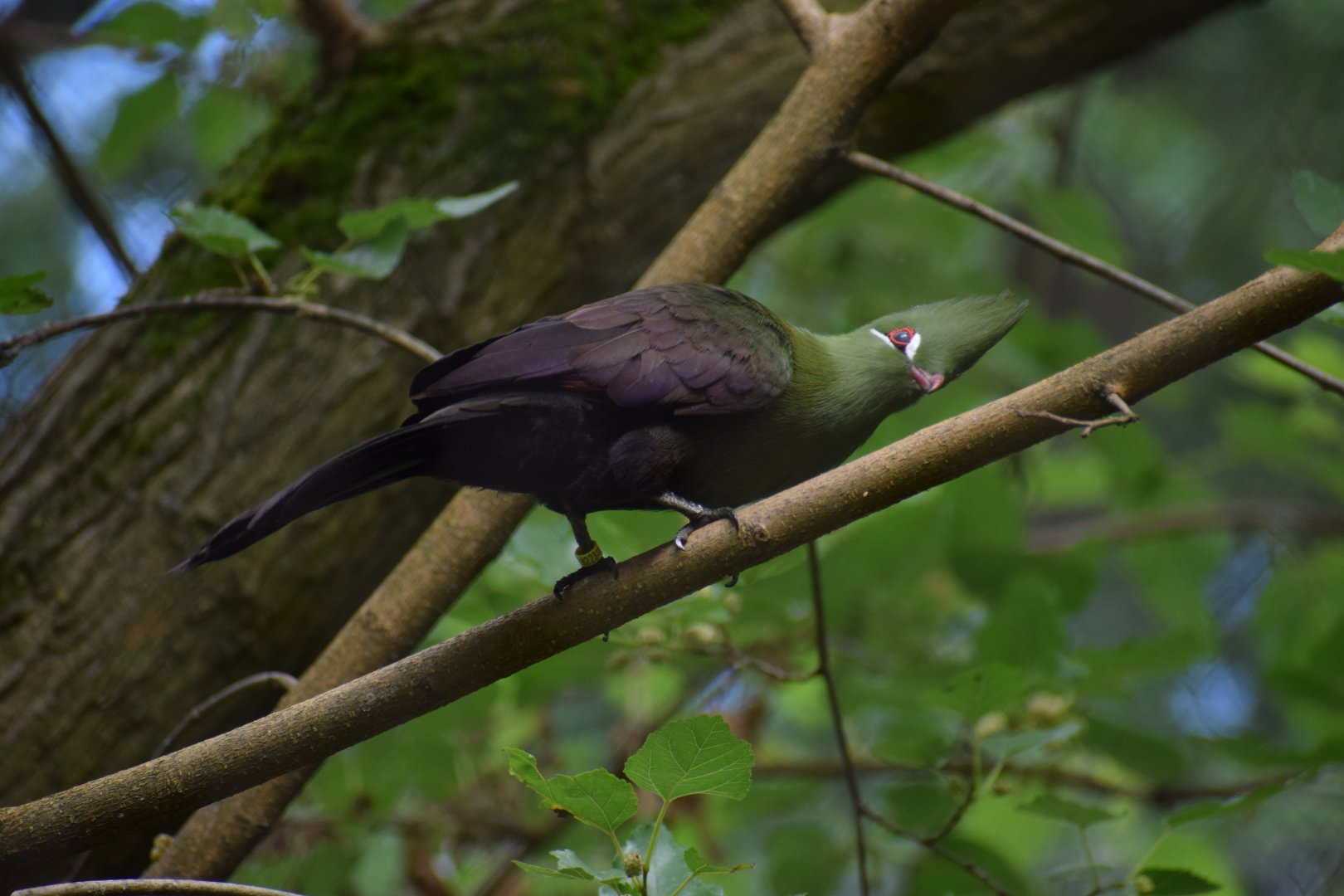 Guinea turaco