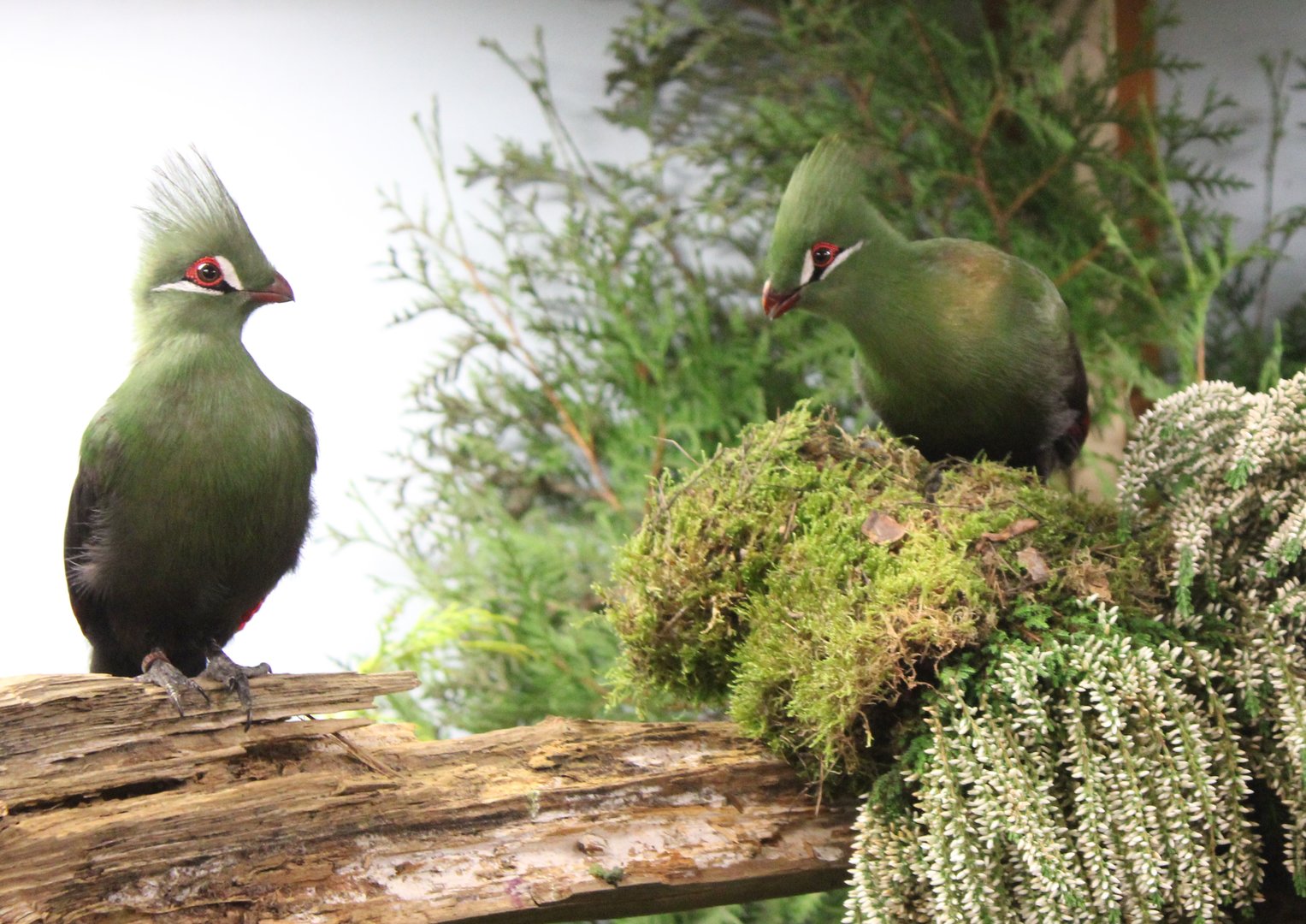 Guinea turaco's
