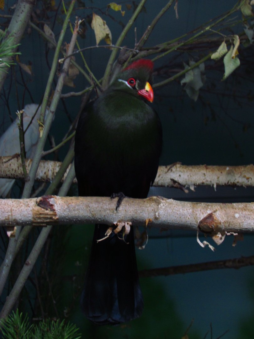 Guinea & violet turaco hybrid