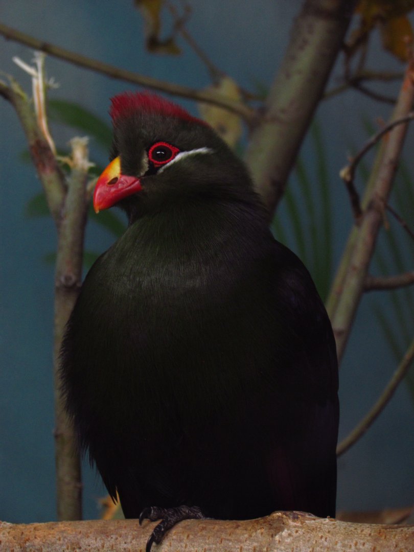 Guinea & violet turaco hybrid