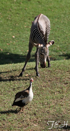 guineafowl and baby zebra