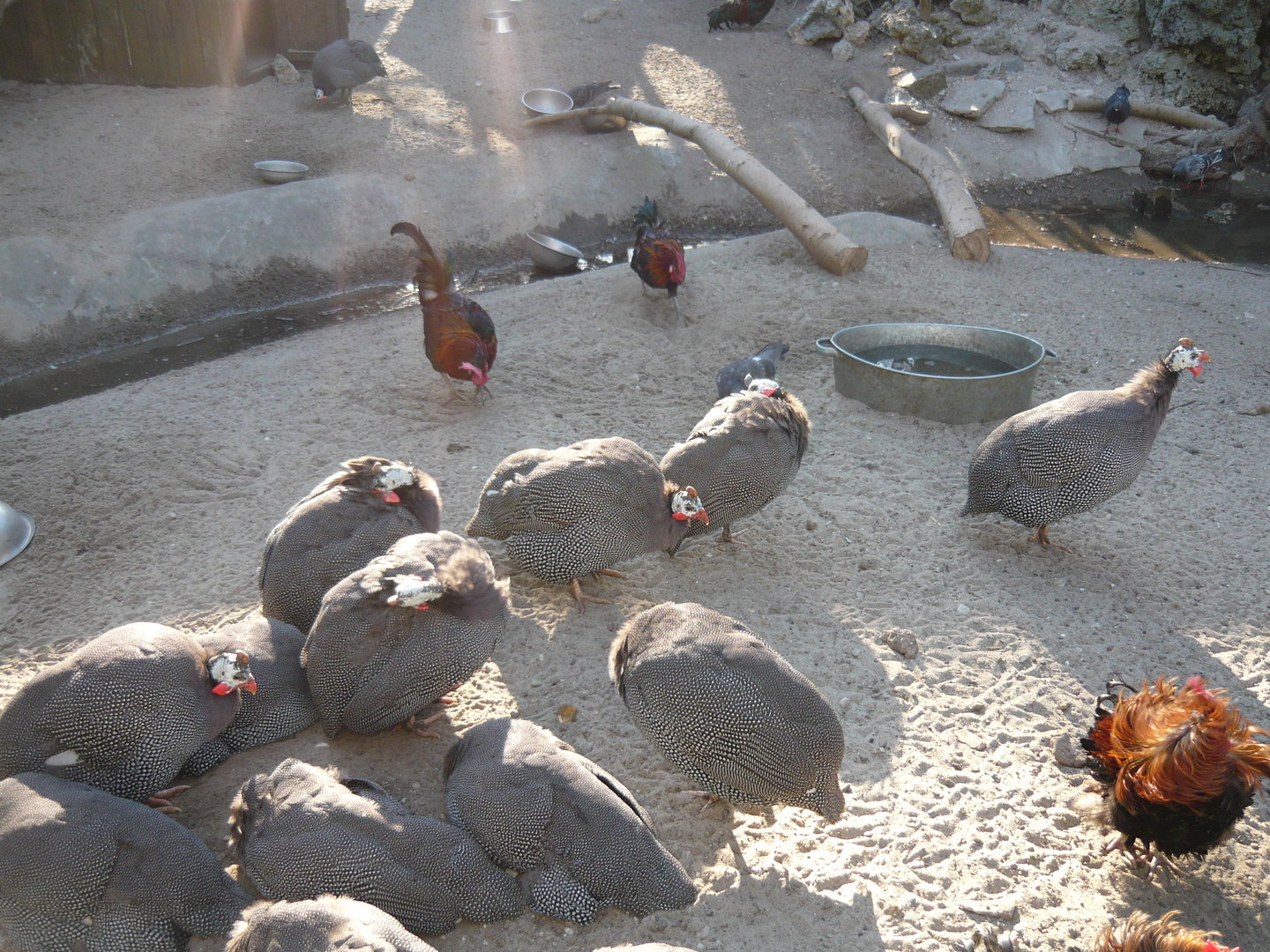Guineafowl and chickens