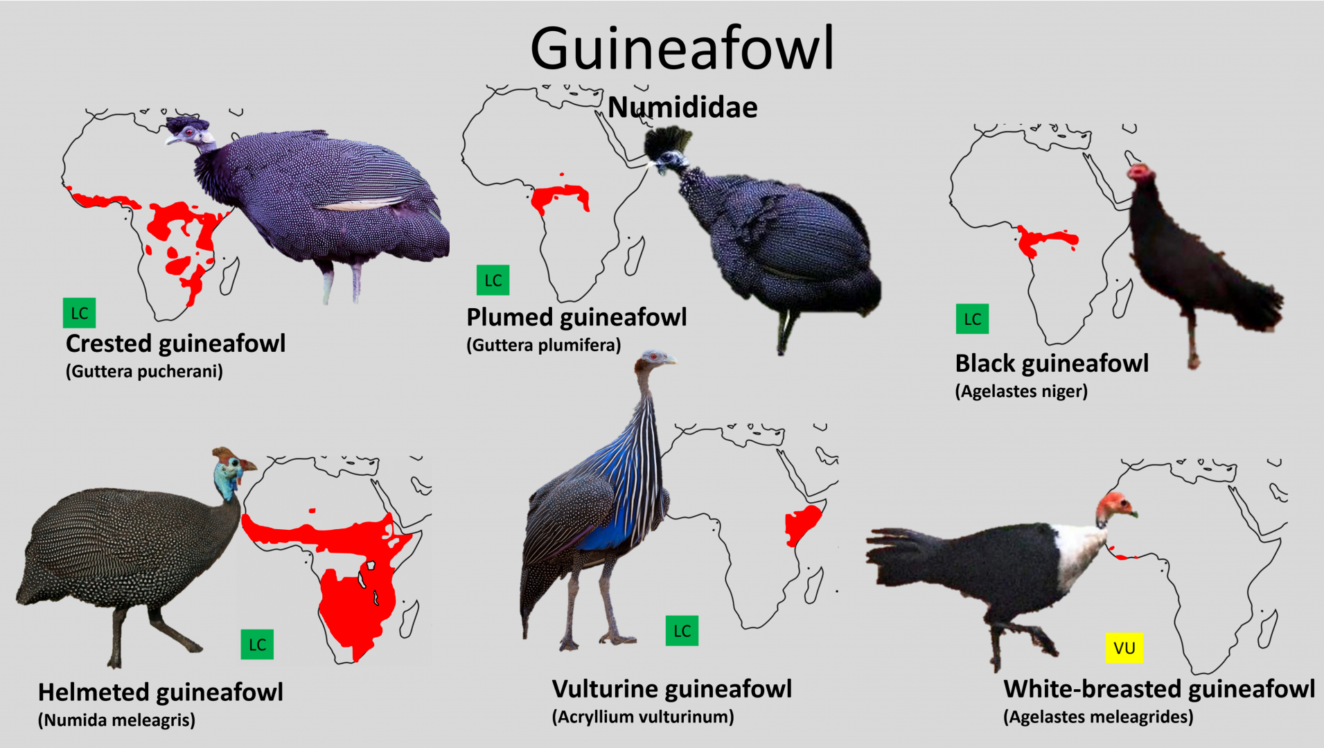 Guineafowl distribution maps