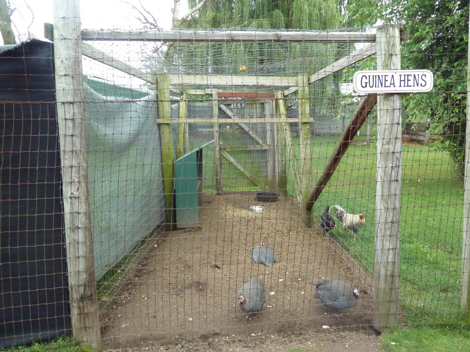 Guineafowl Exhibit