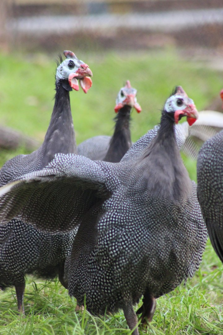 Guineafowl in the new Madagascar exhibit