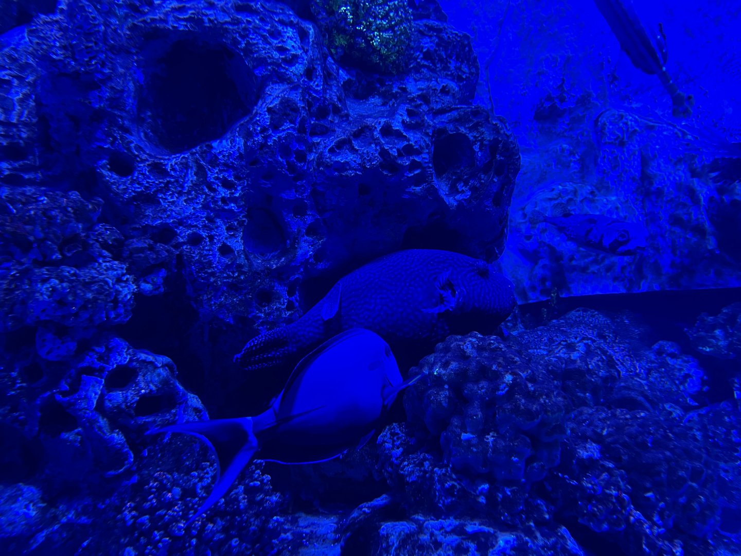 guineafowl puffer (arothron meleagris) & achilles tang (acanthurus achilles) - BX Sea