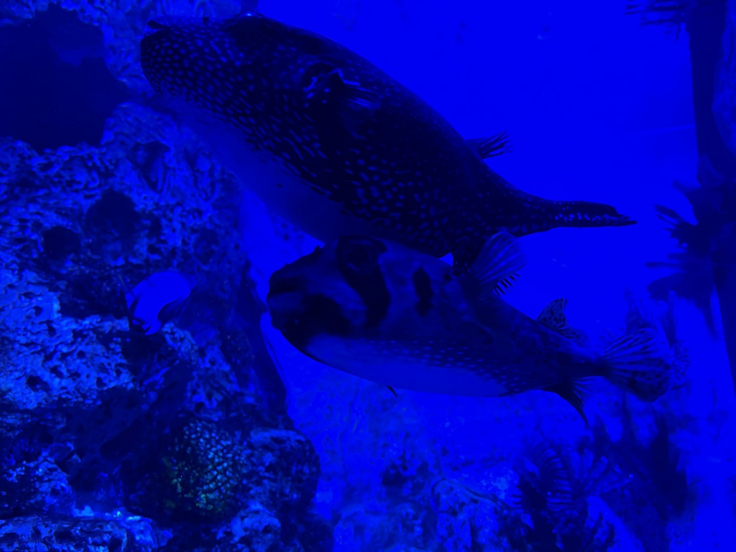 guineafowl puffer (arothron meleagris) & black-blotched porcupinefish (diodon liturosus) - BX Sea
