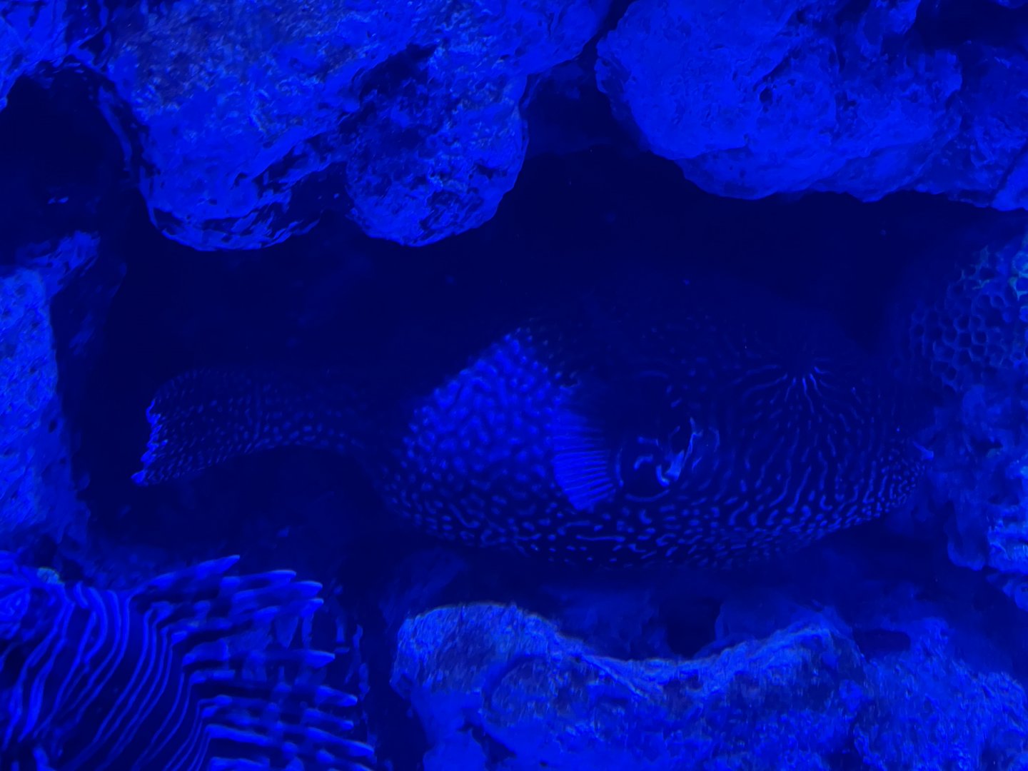 guineafowl puffer (arothron meleagris) - BX Sea