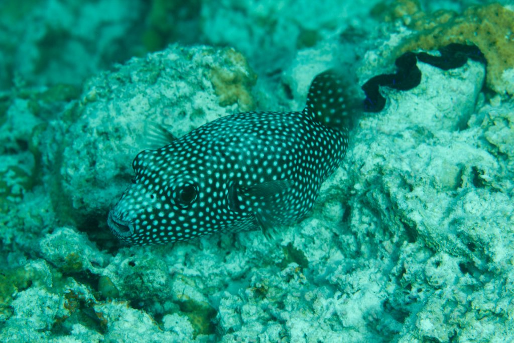 Guineafowl Puffer (Arothron meleagris)