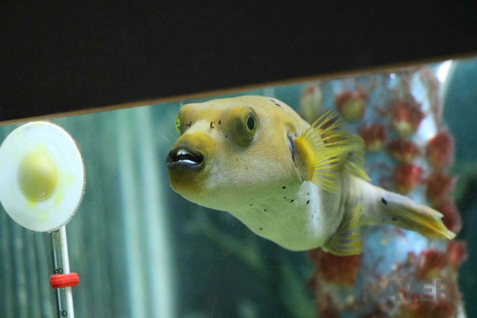 Guineafowl puffer - Mendoza Aquarium, April 2016