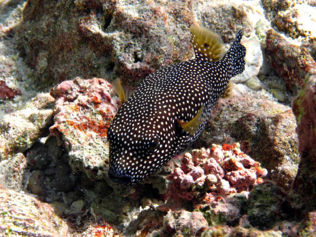 Guineafowl Pufferfish
