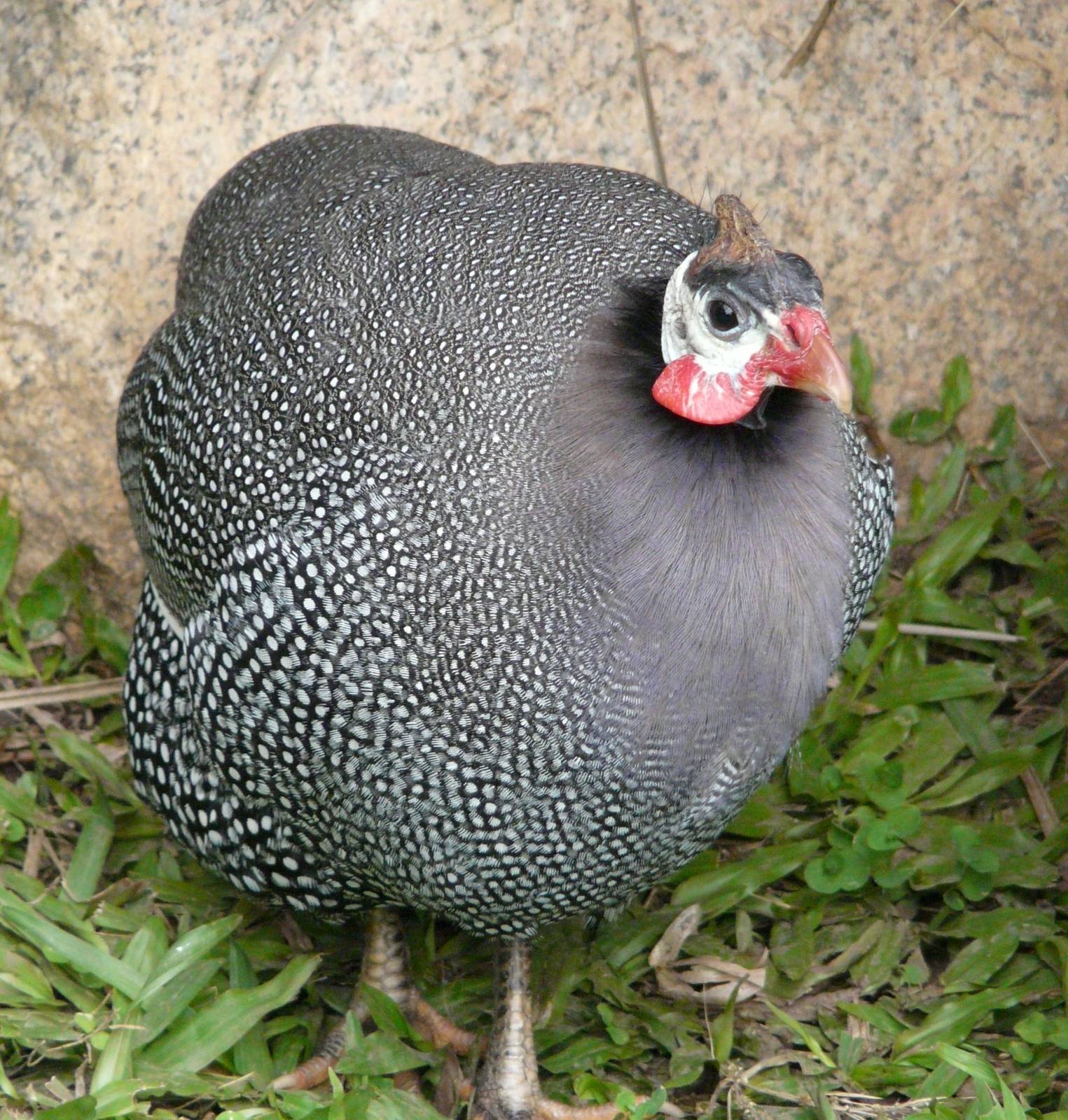Guineafowl