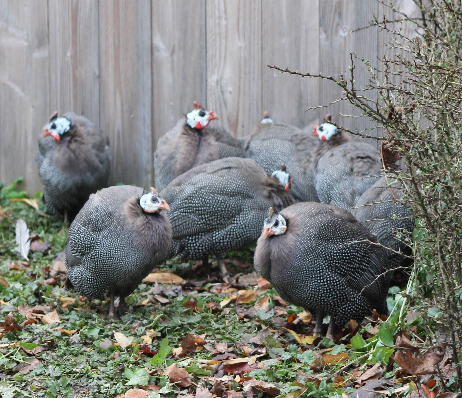 Guineafowl