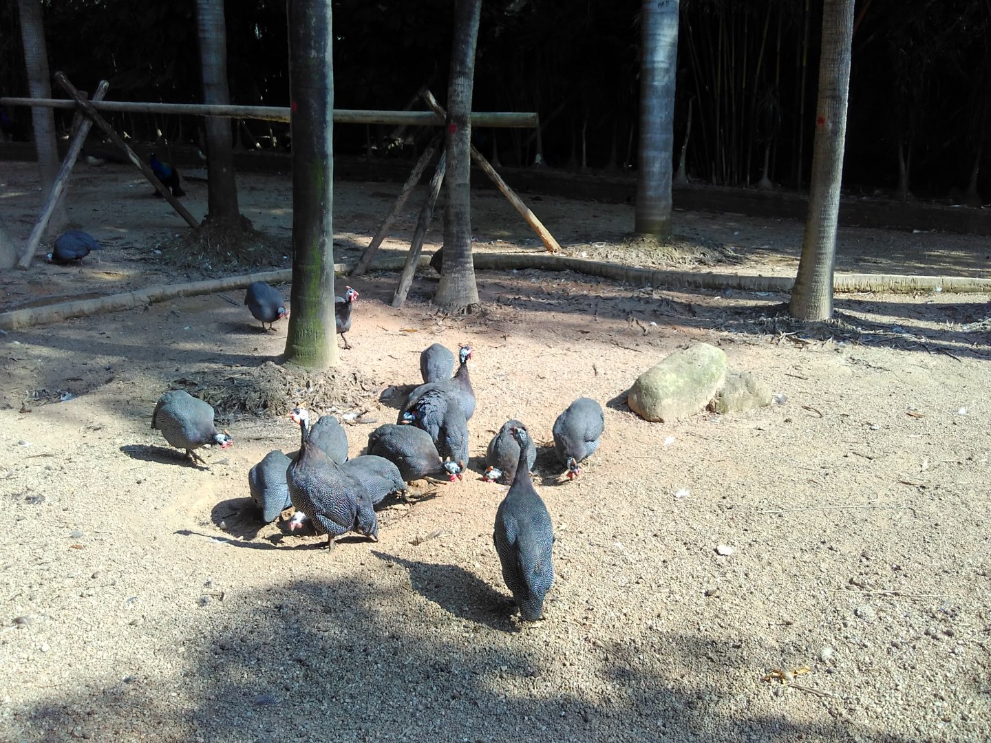 Guineafowl