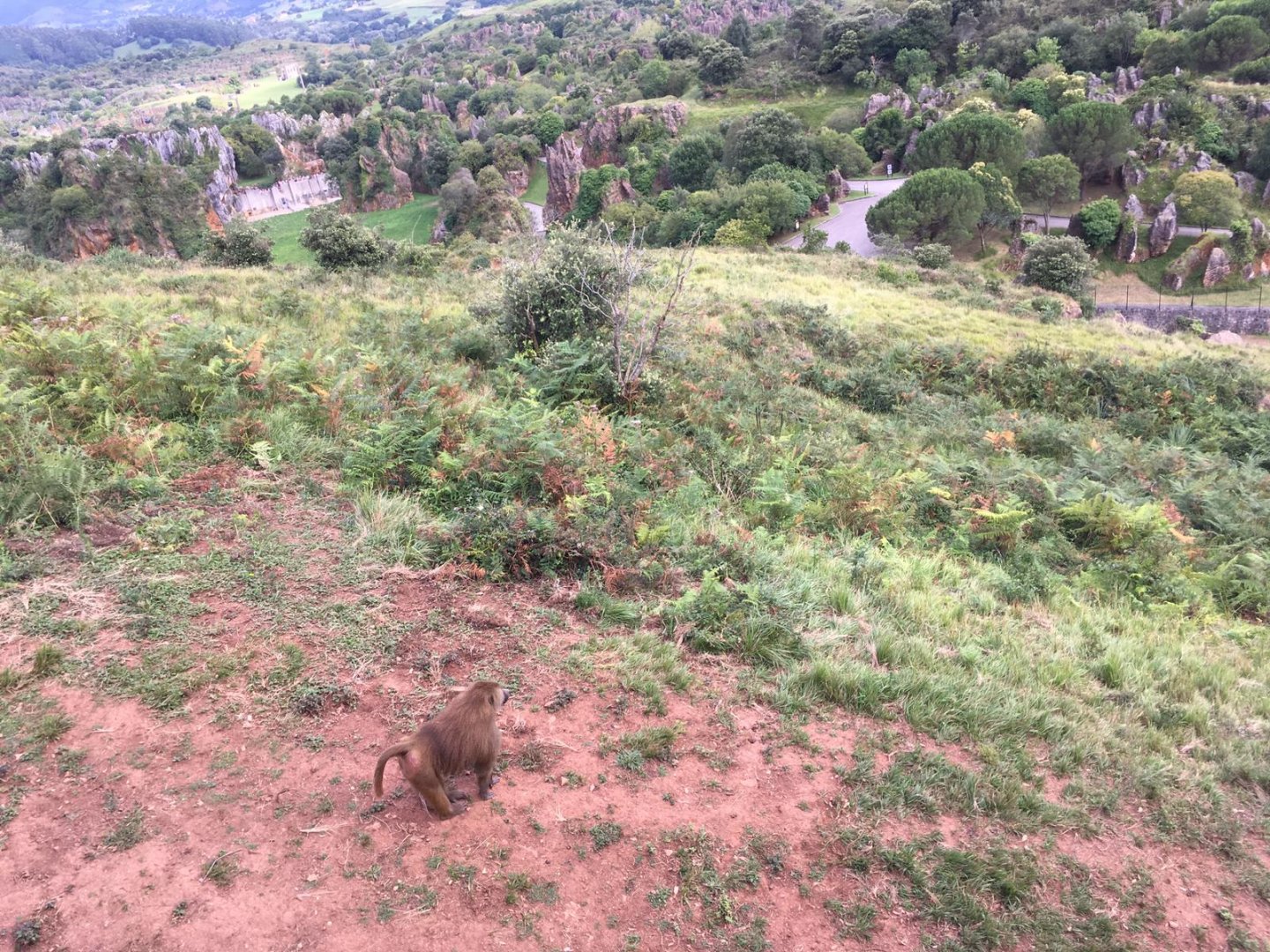 Guinean baboon exhibit-Cabarceno 2019
