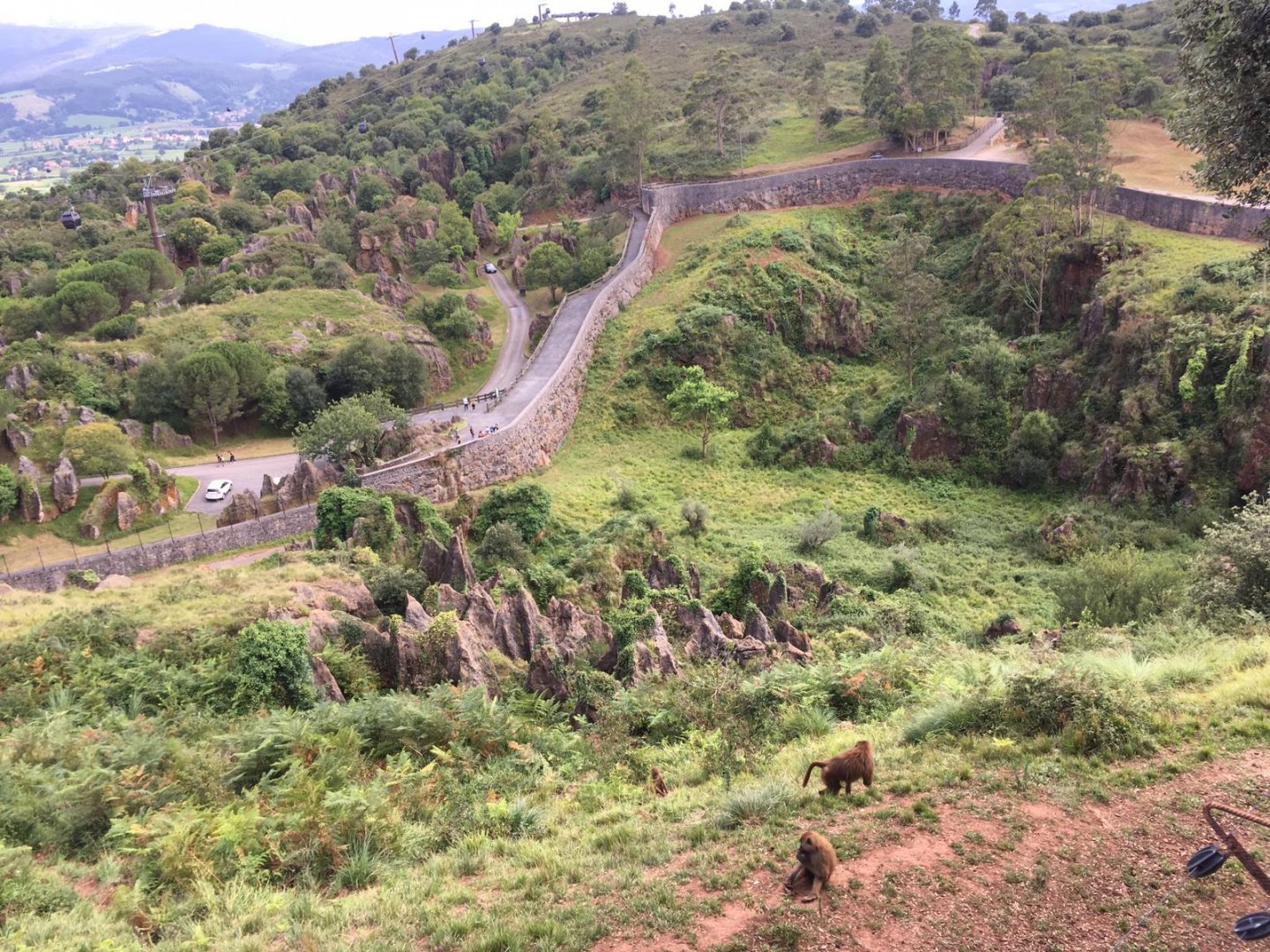 Guinean baboon exhibit-Cabarceno 2019