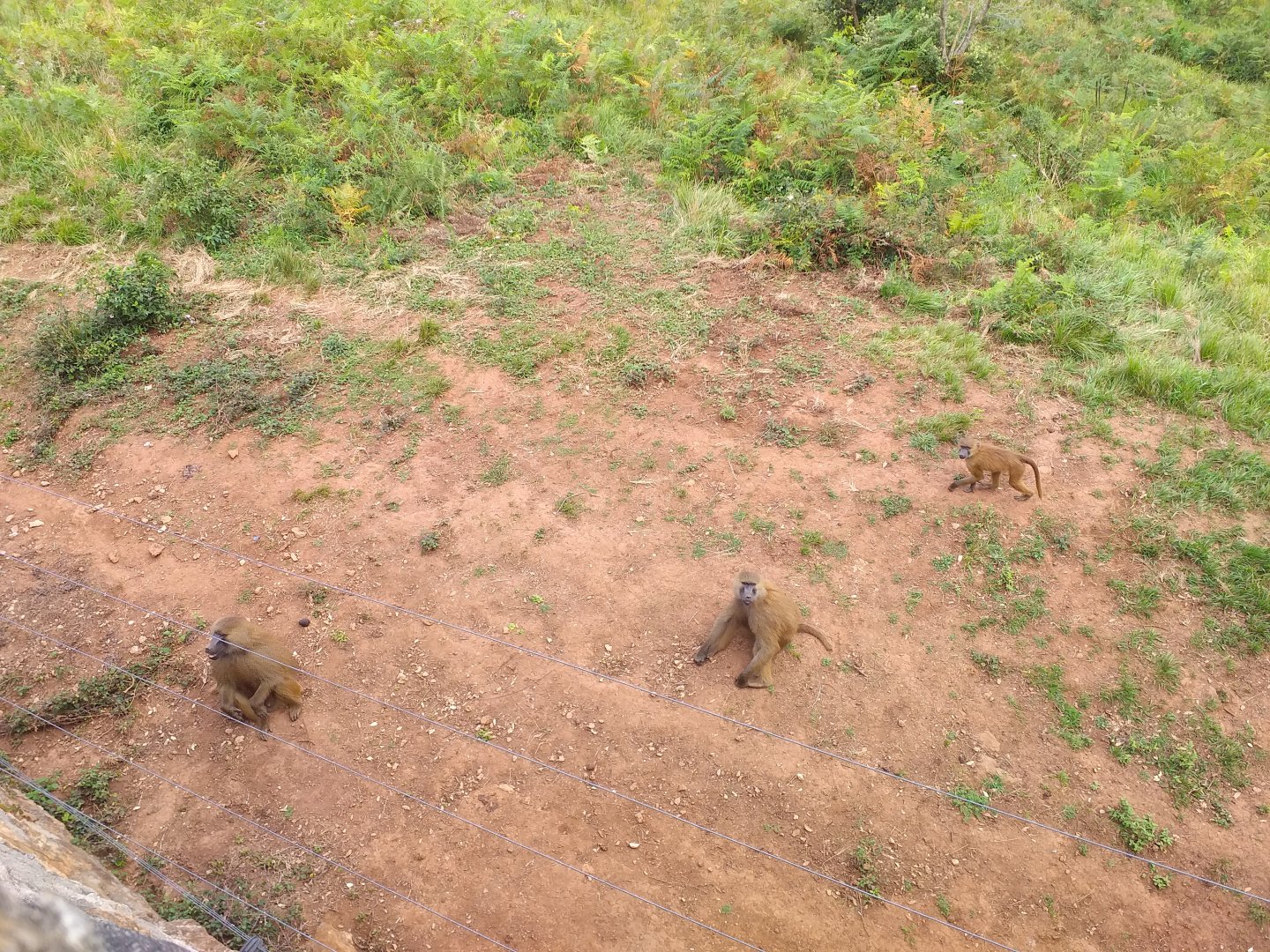Guinean baboons-Cabarceno (2019)