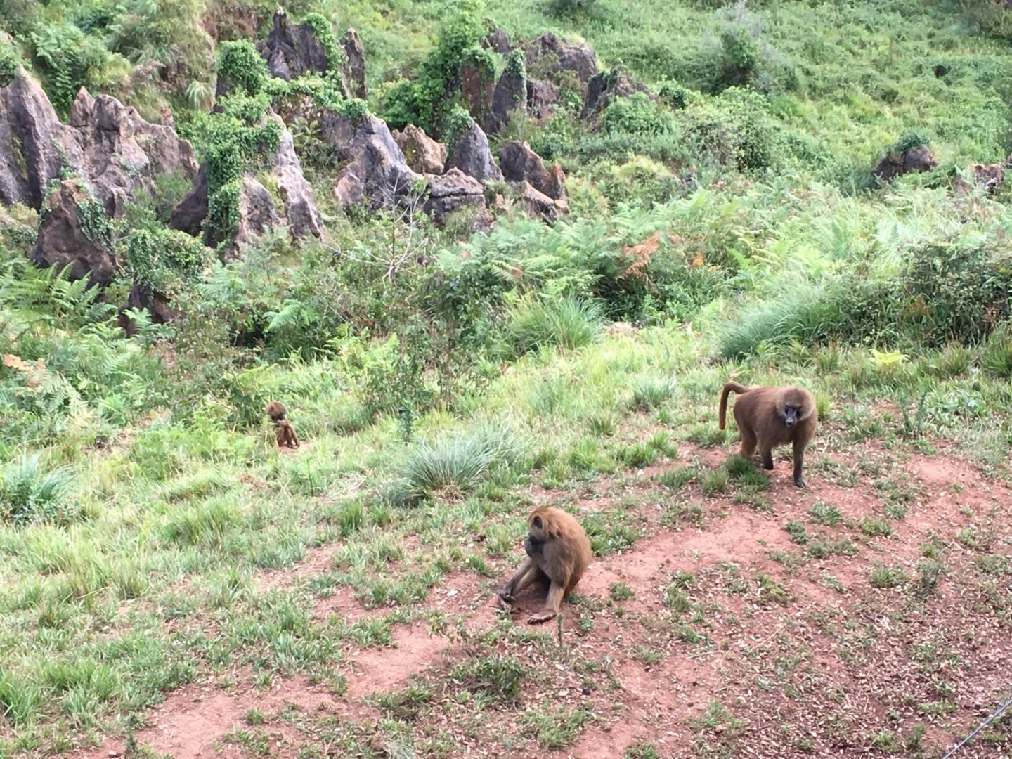 Guinean baboons-Cabarceno (2019)