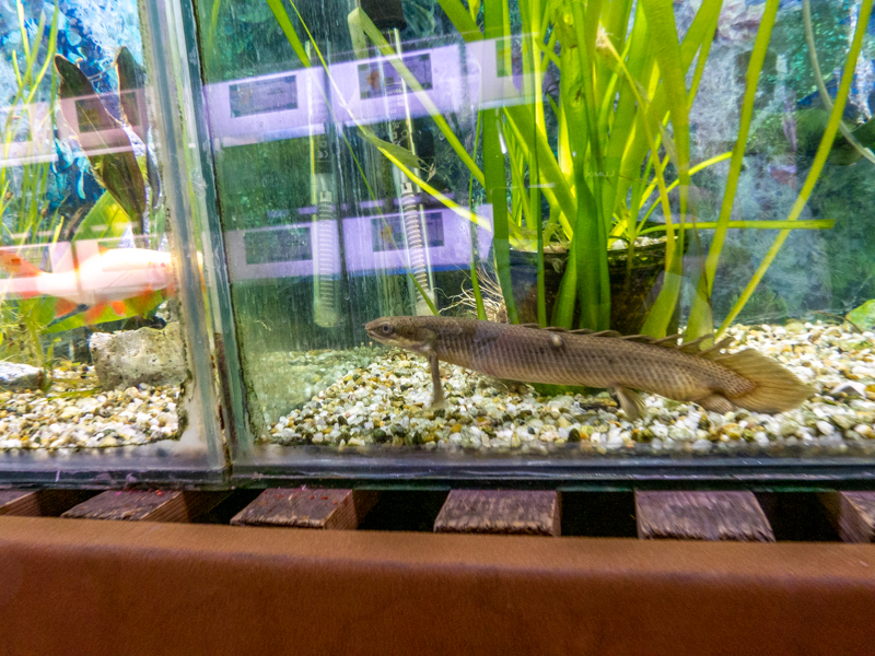 Guinean bichir (Polypterus ansorgii)
