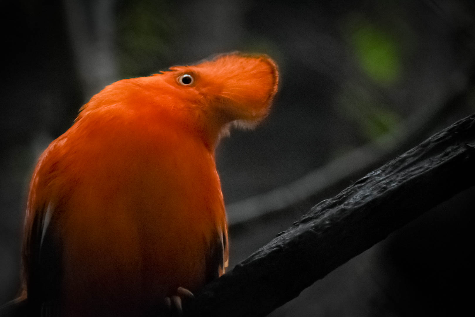 Guinean Cock of the Rock