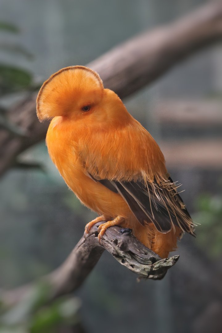 Guinean cock-of-the-rock