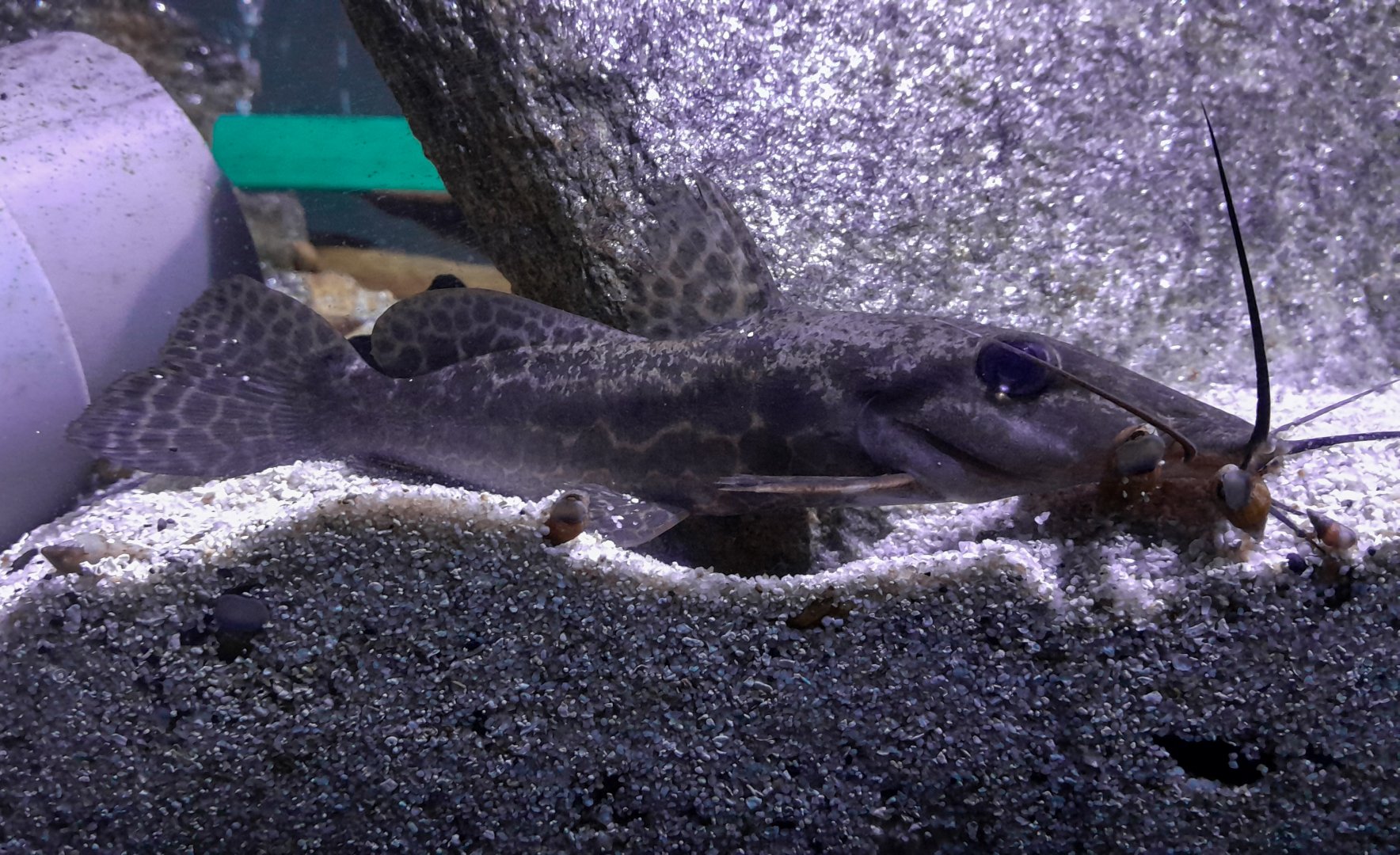 Guinean Giraffe Catfish (Auchenoglanis sp. 'Bouche')