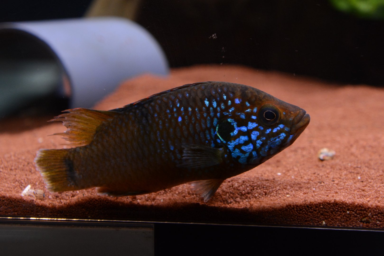 Guinean jewel cichlid (Rubricatochromis sp. 'Guinea 1')