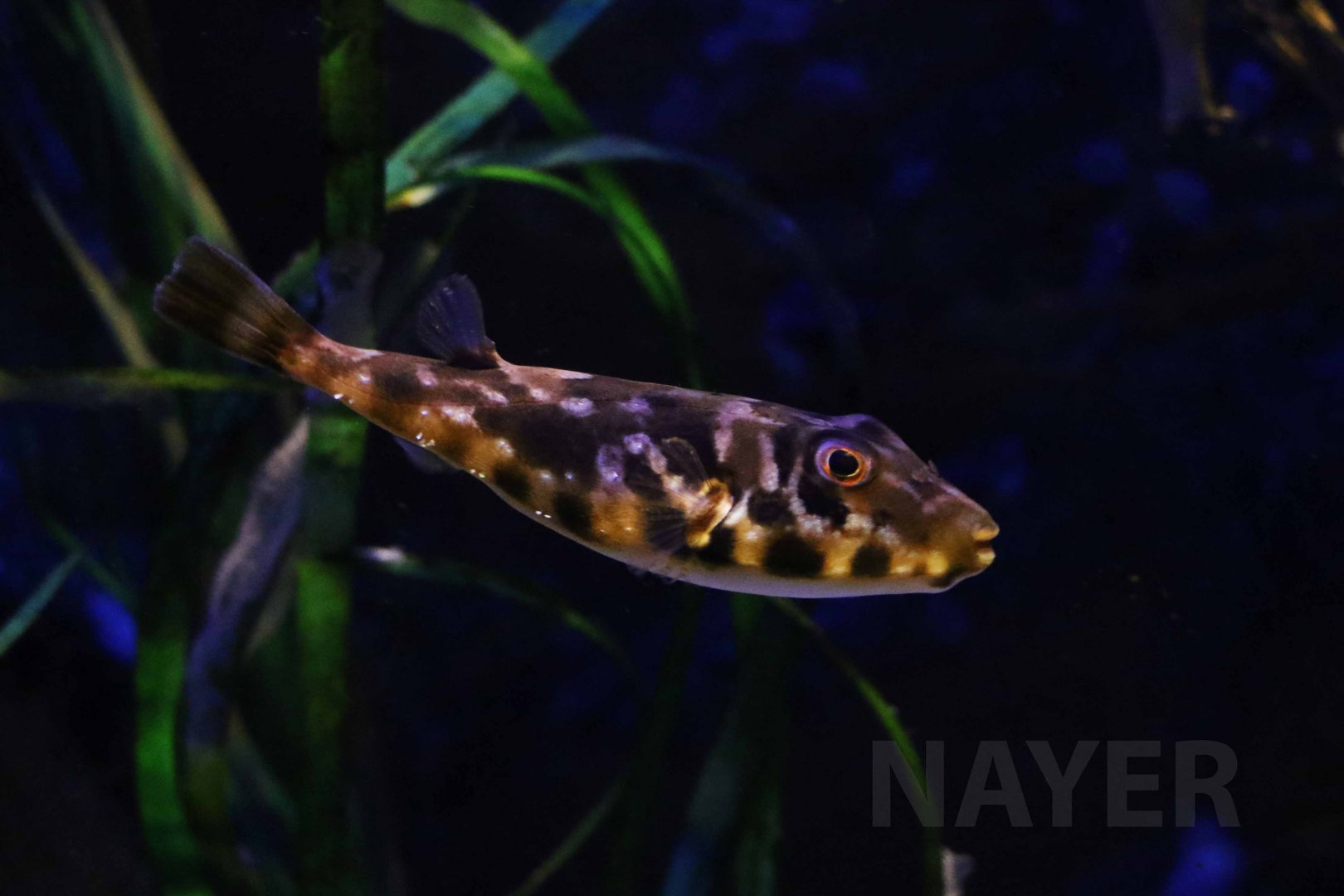 Guinean puffer, April 2018