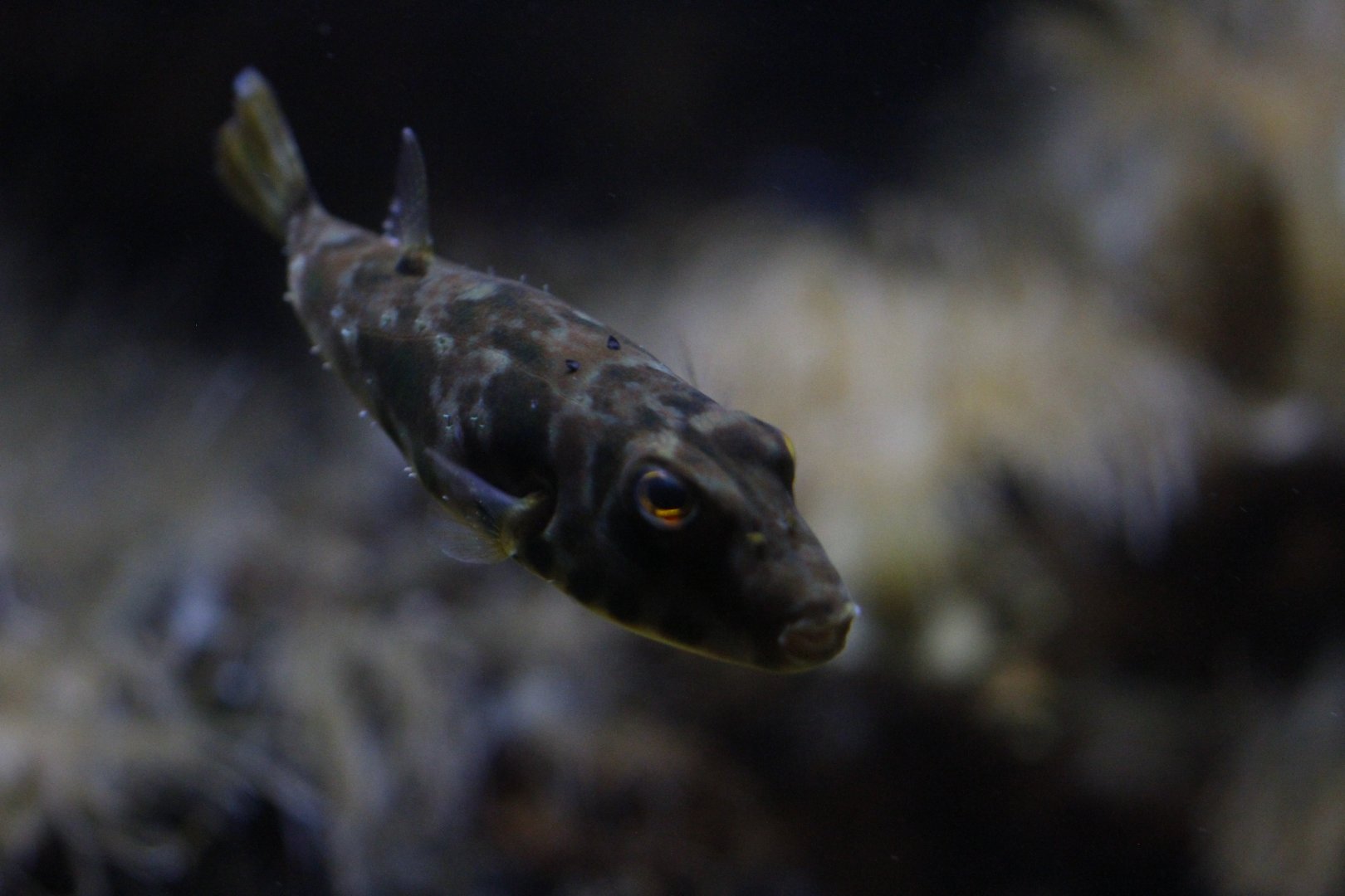 Guinean puffer (Sphoeroides marmoratus)