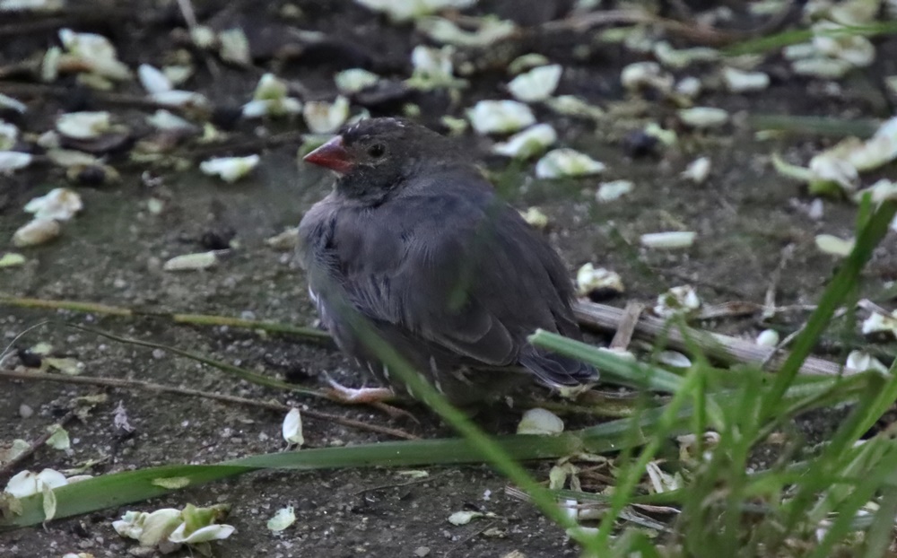 Guinean quailfinch (Ortygospiza atricollis ansorgei)