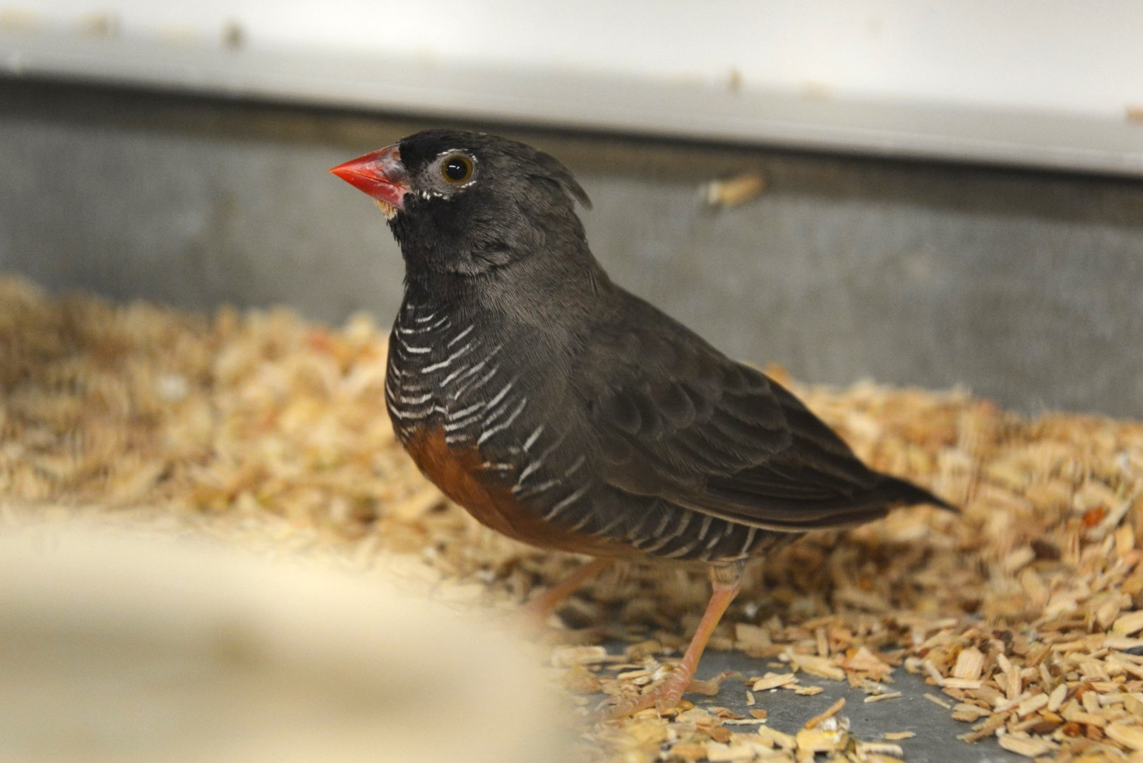 Guinean quailfinch (Ortygospiza atricollis ansorgei)