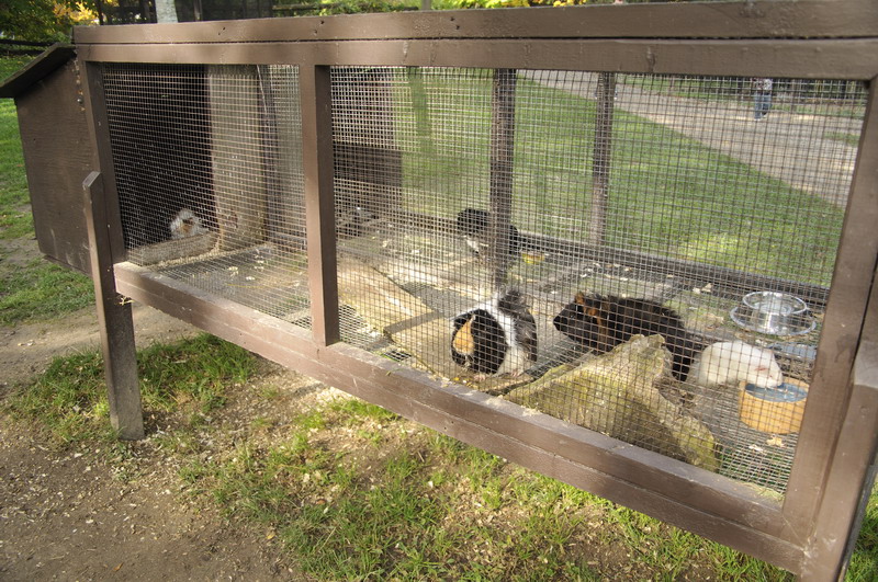 Guinnipig cage at Twin Vally Zoo